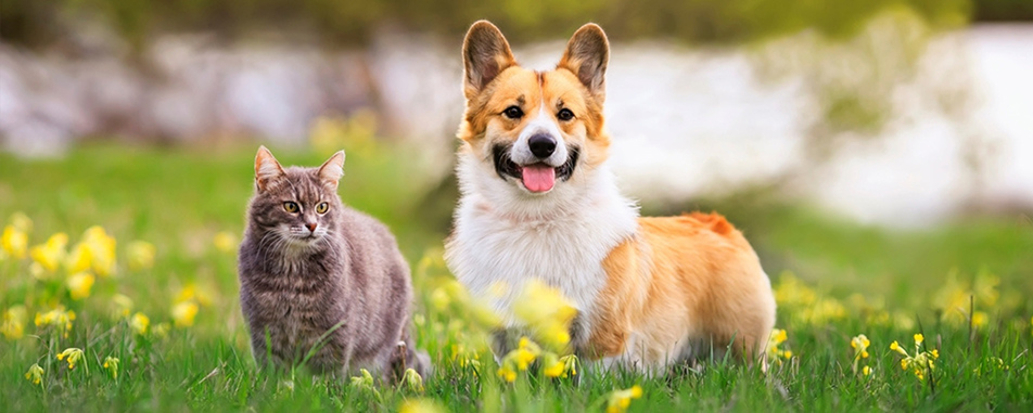 pet banner pet banner